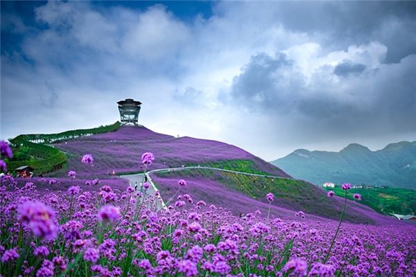 What does it mean to dream of a sea of flowers? What does it mean to dream of a sea of flowers?