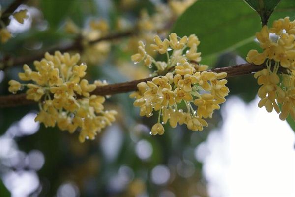 Dreaming of osmanthus flowers