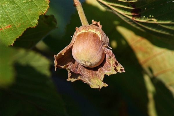 What does it mean to dream of hazel trees? What does it mean to dream of hazel trees?
