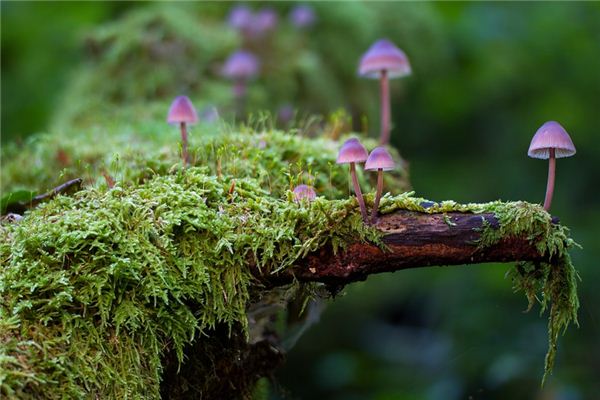 What does it mean to dream of mushrooms? What does it mean to dream of mushrooms?