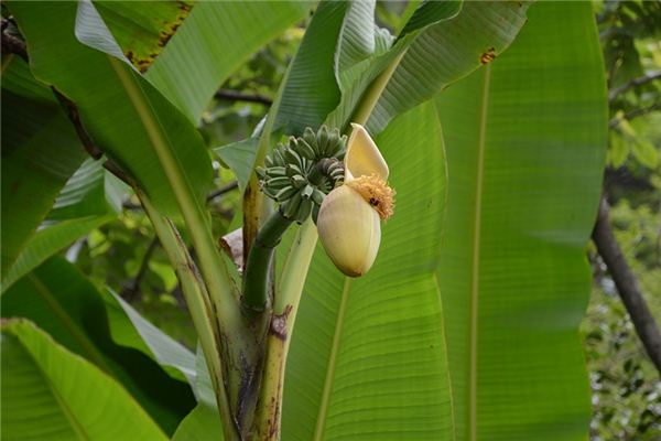 What does it mean to dream of banana trees? What does it mean to dream of banana trees?