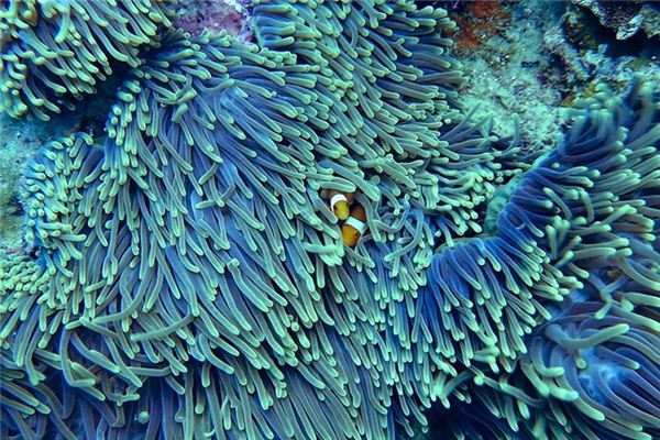 What does it mean to dream of coral? What does it mean to dream of coral?