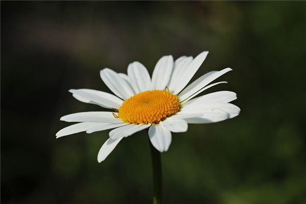 What does it mean to dream of white flowers? What does it mean to dream of white flowers?
