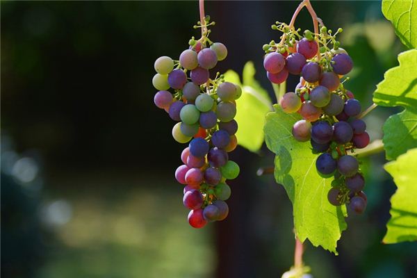 What does it mean to dream of grapes? What does it mean to dream of grapes?