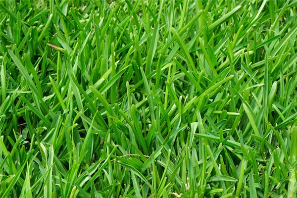 What does it mean to dream of green grass? What does it mean to dream of green grass?