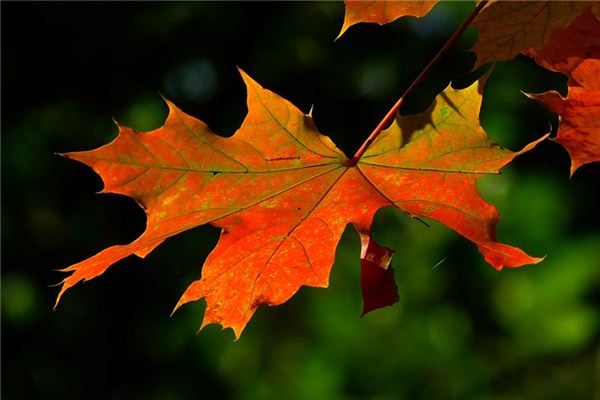 What does it mean to dream of maple leaves? What does it mean to dream of maple leaves?
