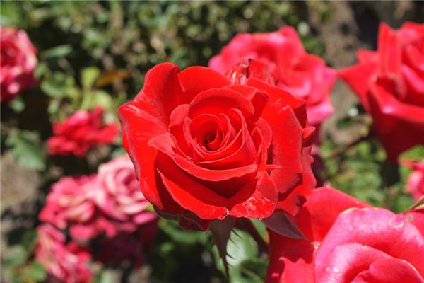 What does it mean to dream of red flowers? What does it mean to dream of red flowers?