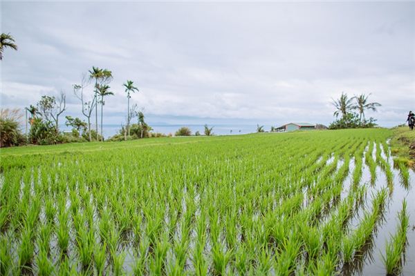 What does it mean to dream of rice seedlings?