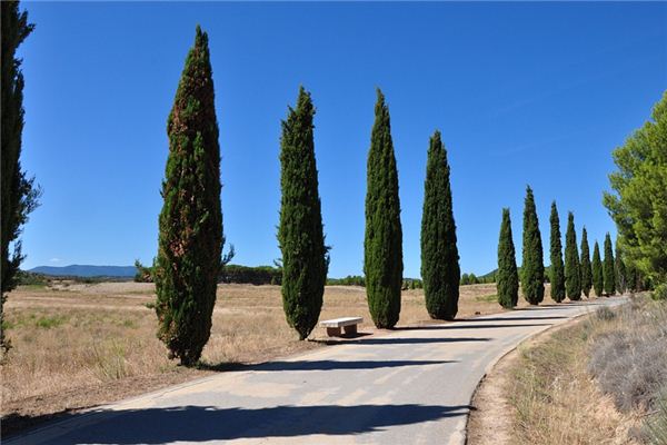 What does it mean to dream of cypress trees? What does it mean to dream of cypress trees?