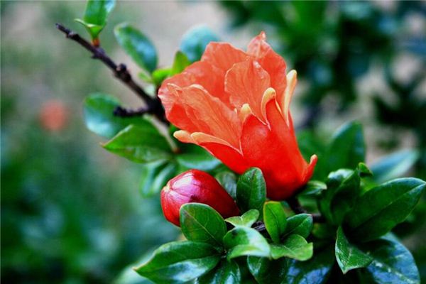 Dreaming of pomegranate trees in bloom
