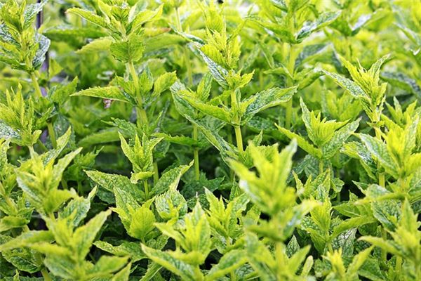 What does it mean to dream of mint? What does it mean to dream of mint?