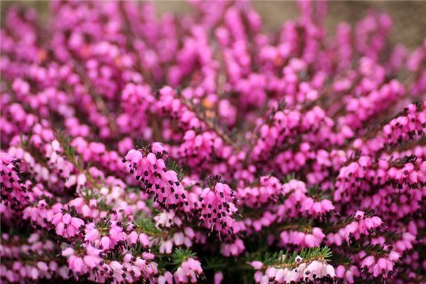 What does it mean to dream of heather? What does it mean to dream of heather?
