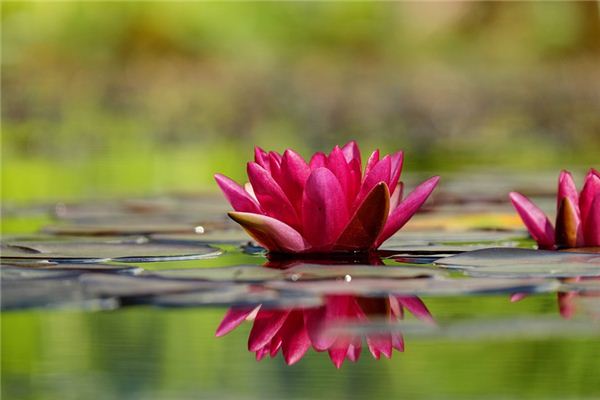 What does it mean to dream of water lilies? What does it mean to dream of water lilies?