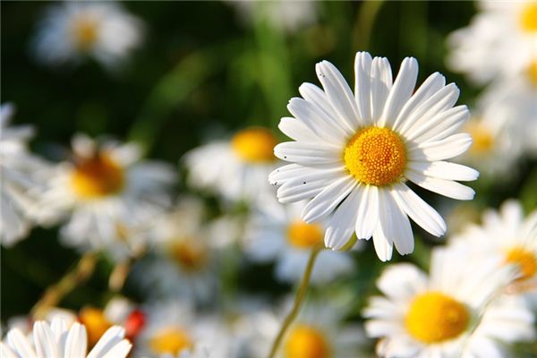 What does it mean to dream of daisies? What does it mean to dream of daisies?