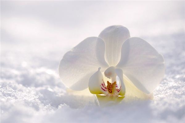 What does it mean to dream of magnolia flowers? What does it mean to dream of magnolia flowers?