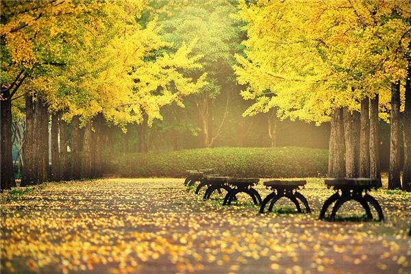 I dreamt of ginkgo leaves scattered all over the ground.