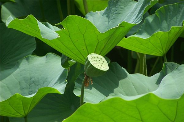 What does it mean to dream of lotus seeds? What does it mean to dream of lotus seeds?