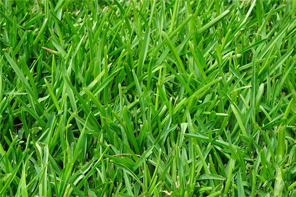 What does it mean to dream of planting grass? What does it mean to dream of planting grass?