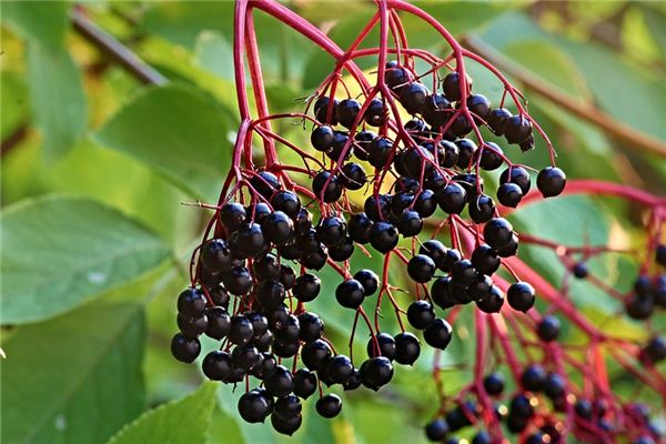 What does it mean to dream of elderberry? What does it mean to dream of elderberry?