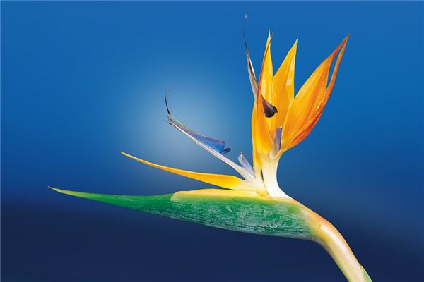 What does it mean to dream of orchids? What does it mean to dream of orchids?