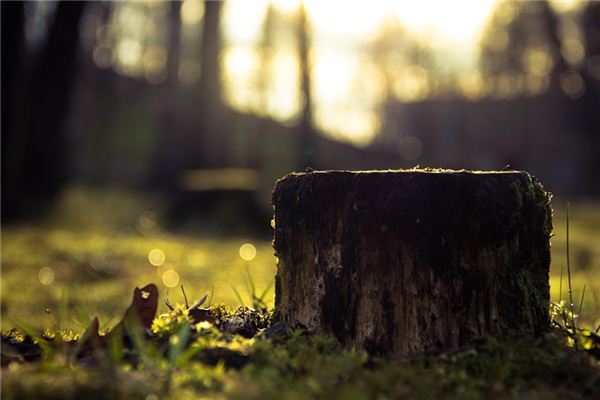 What does it mean to dream of a tree stump? What does it mean to dream of a tree stump?