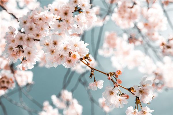 What does it mean to dream of pear blossoms? What does it mean to dream of pear blossoms?