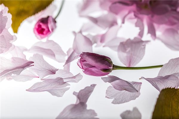 What does it mean to dream of flowers falling? What does it mean to dream of flowers falling?
