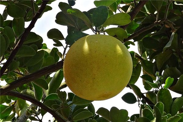 What does it mean to dream of a pomelo tree? What does it mean to dream of a pomelo tree?