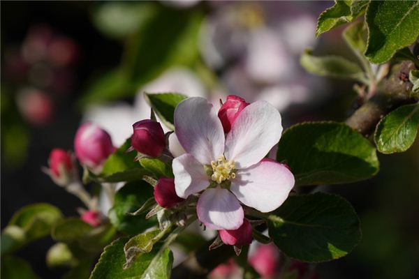 What does it mean to dream of flowers and fruits? What does it mean to dream of flowers and fruits?