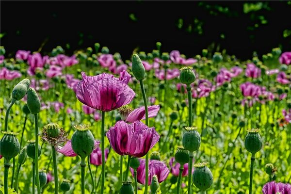 What does it mean to dream of poppies? What does it mean to dream of poppies?