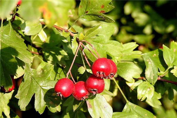 What does it mean to dream of hawthorn? What does it mean to dream of hawthorn?