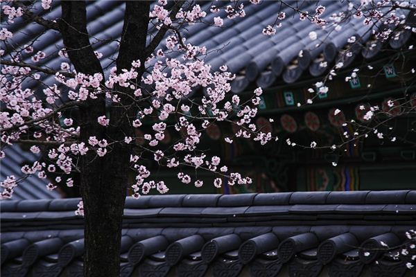 What does it mean to dream of plum trees? What does it mean to dream of plum trees?