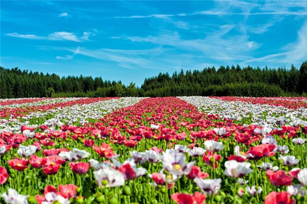 What does it mean to dream of a sea of flowers? What does it mean to dream of a sea of flowers?