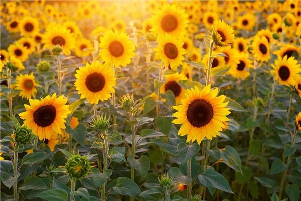 Dreaming of sunflowers blooming