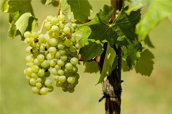 What does it mean to dream of green grapes? What does it mean to dream of green grapes?