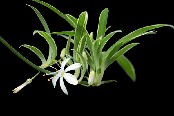 What does it mean to dream of spider plants?