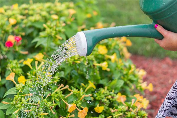 What does it mean to dream of watering flowers? What does it mean to dream of watering flowers?