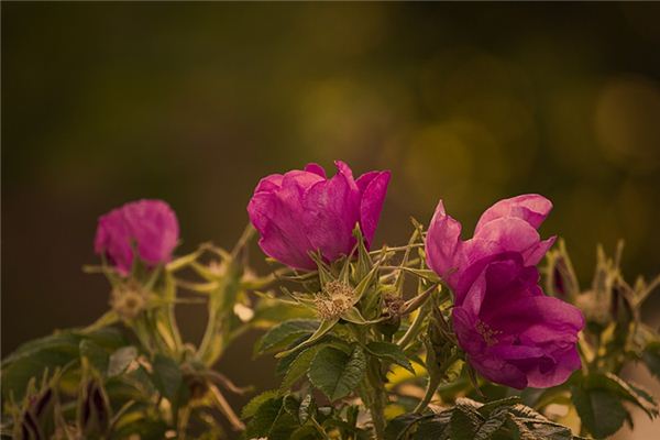 What does it mean to dream of wild roses? What does it mean to dream of wild roses?