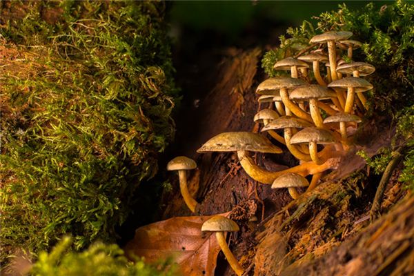 What does it mean to dream of pine mushrooms growing in clusters? What does it mean to dream of pine mushrooms growing in clusters?