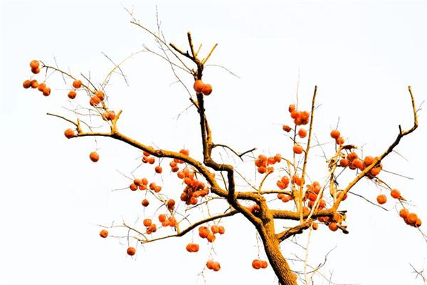 What does it mean to dream of a persimmon tree? What does it mean to dream of a persimmon tree?