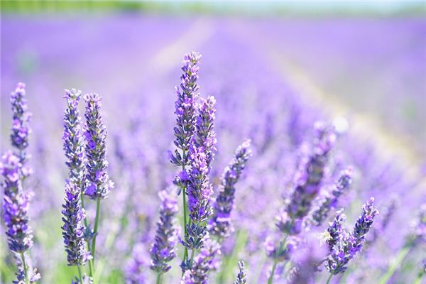 What does it mean to dream of lavender? What does it mean to dream of lavender?
