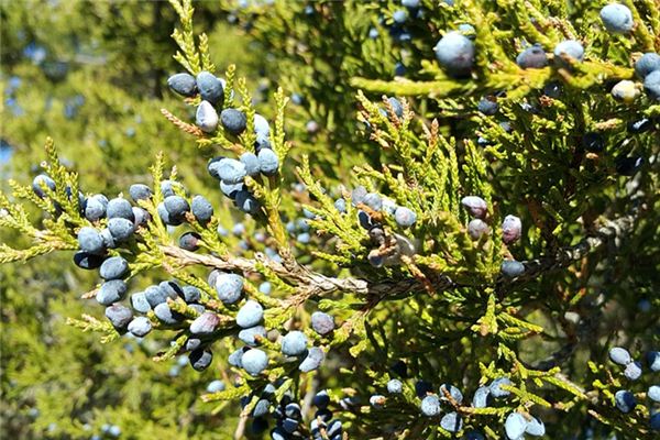 What does it mean to dream of yew? What does it mean to dream of yew?
