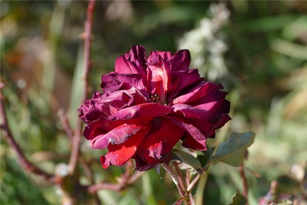 What does it mean to dream of flowers withering? What does it mean to dream of flowers withering?
