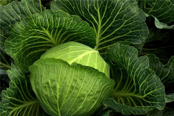 What does it mean to dream of cabbage? What does it mean to dream of cabbage?