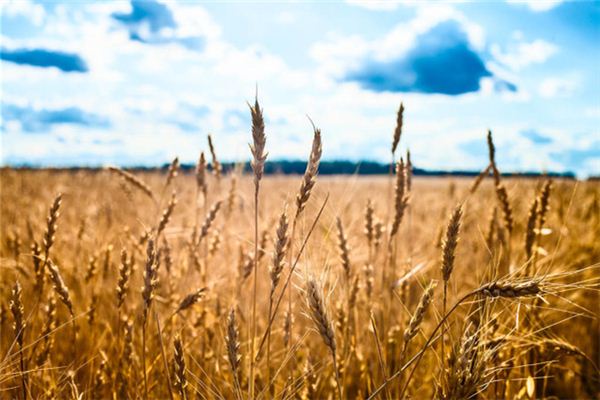 I dreamed that the grain of rice forked into two.