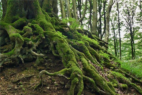 What does it mean to dream of roots? What does it mean to dream of roots?