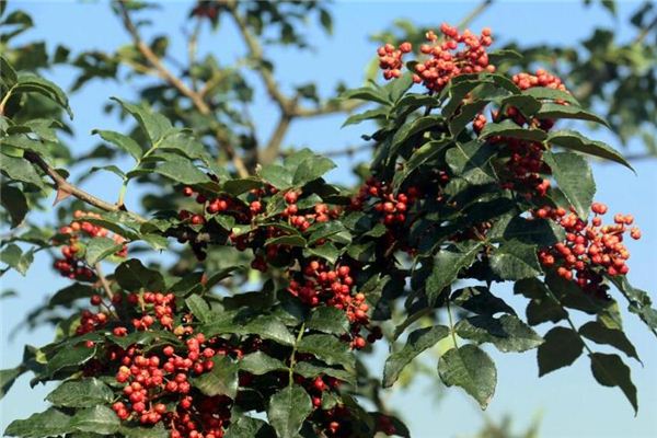 Dreaming of Sichuan pepper trees