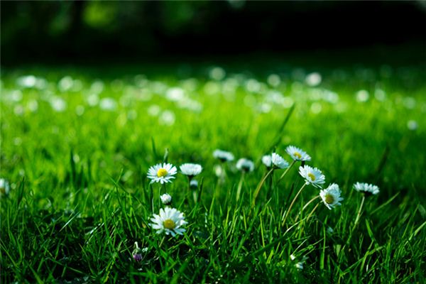 What does it mean to dream of grass? What does it mean to dream of grass?