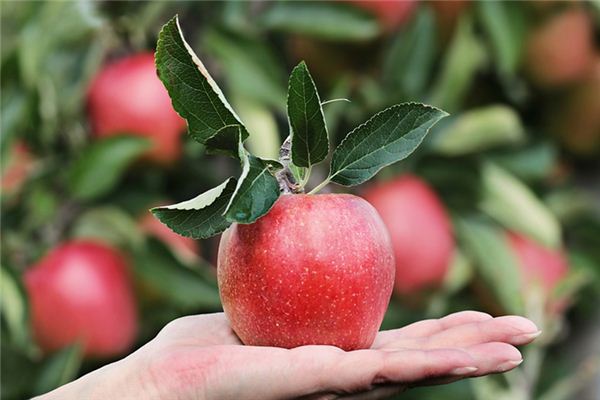 What does it mean to dream of an apple tree? What does it mean to dream of an apple tree?