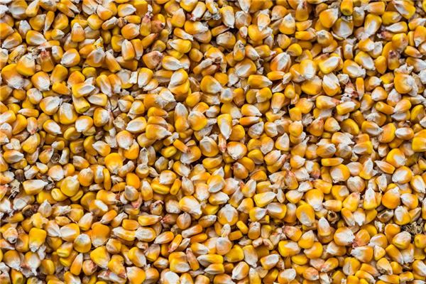 Dreaming of golden corn